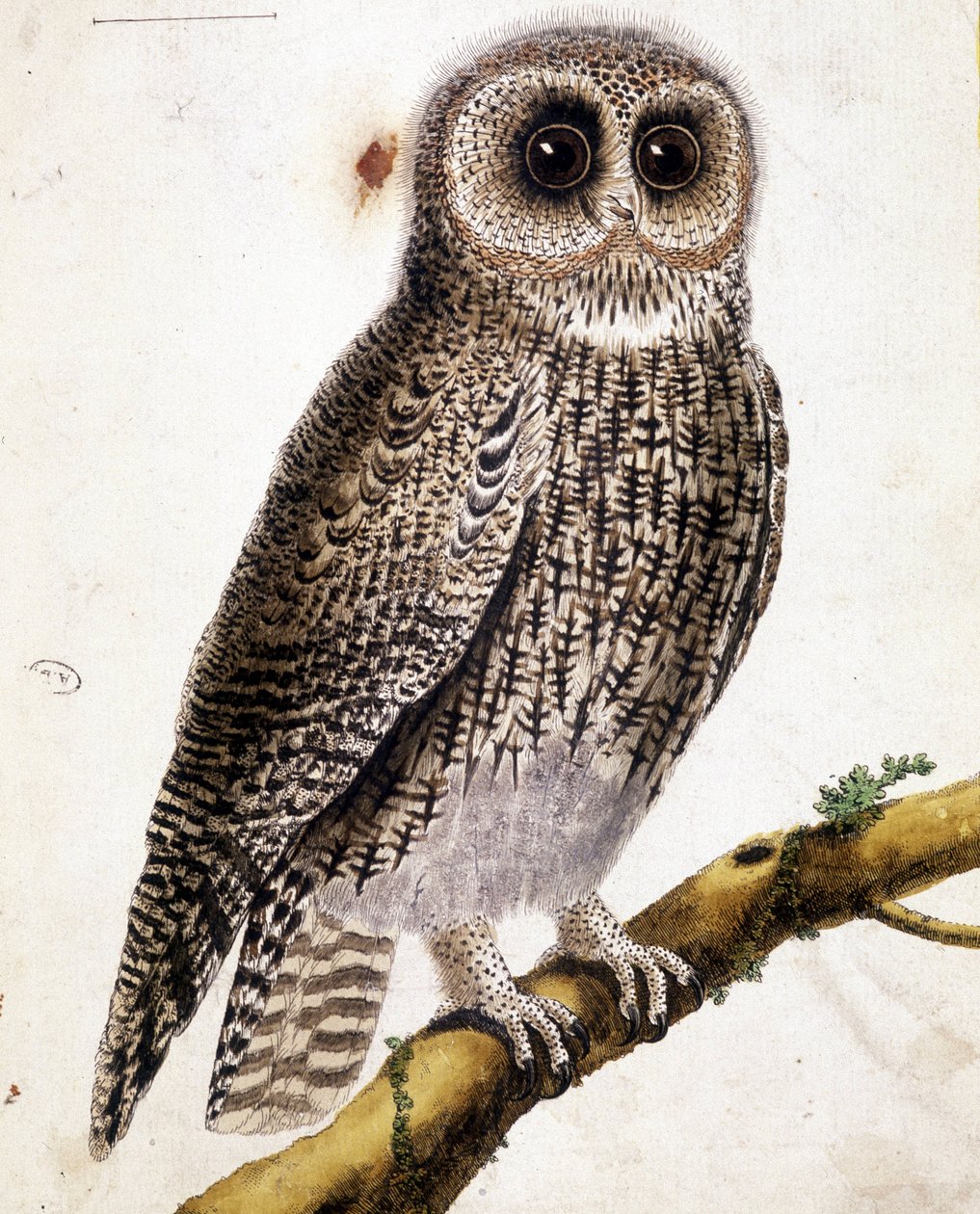 Un hibou. Gravure du XIXe siècle. - Unknown artist