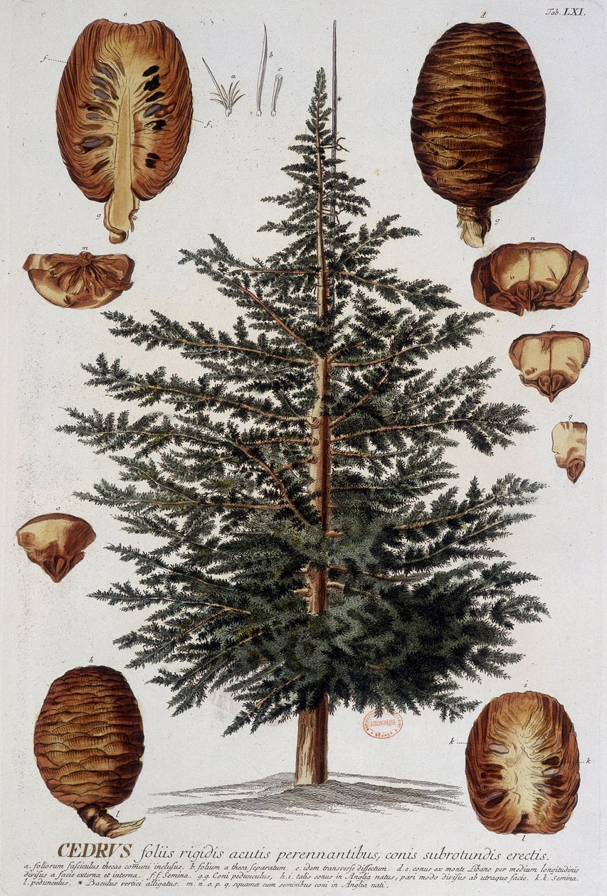 Planche botanique : Cèdre. n.d. 19e siècle - Unknown artist