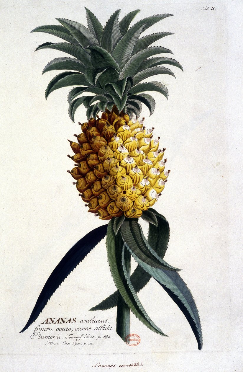 Planche botanique : ananas. XIXe siècle - Unknown artist
