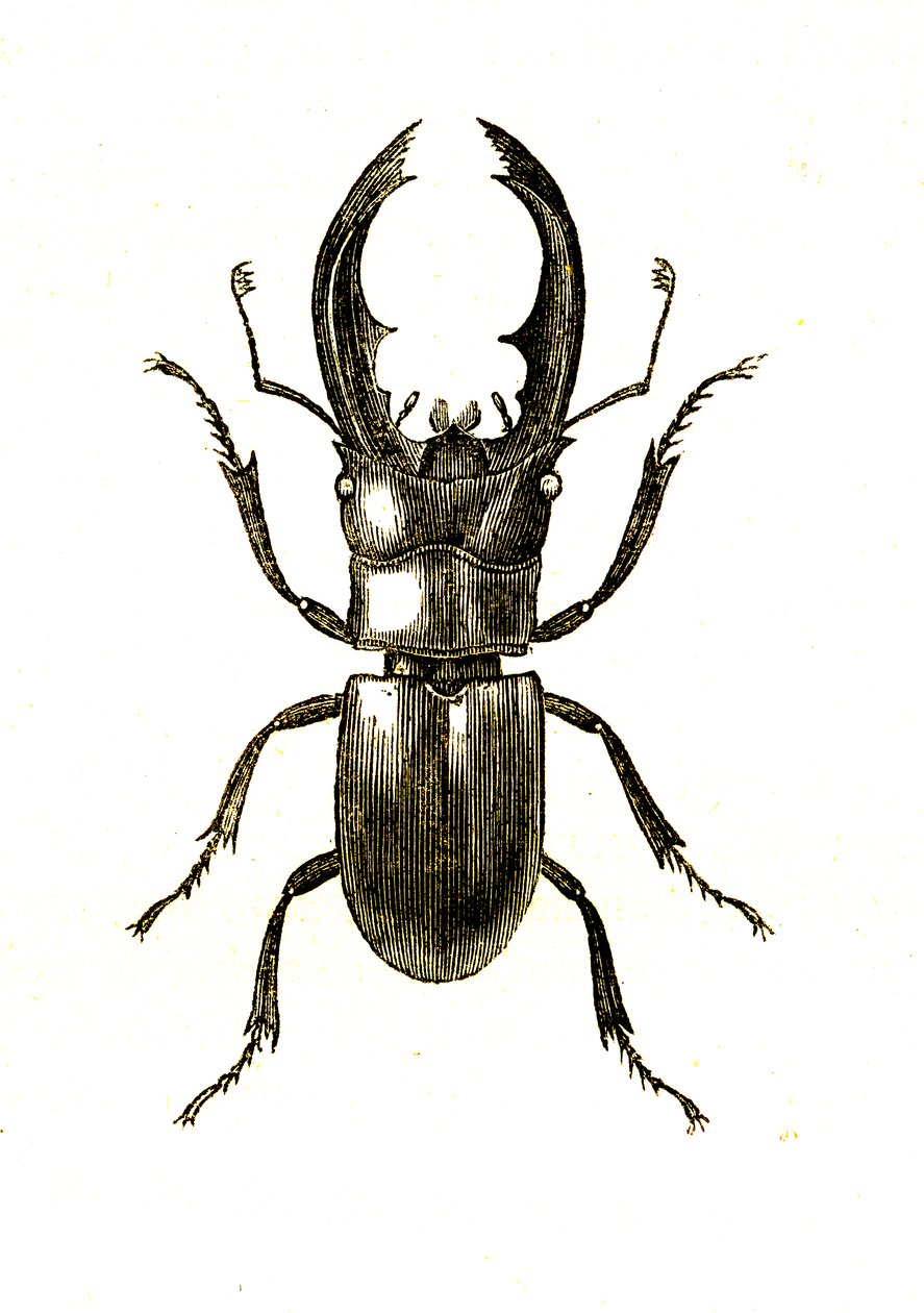 Coléoptères : Hexarthrius Buqueti ou Lucanus - Unknown artist