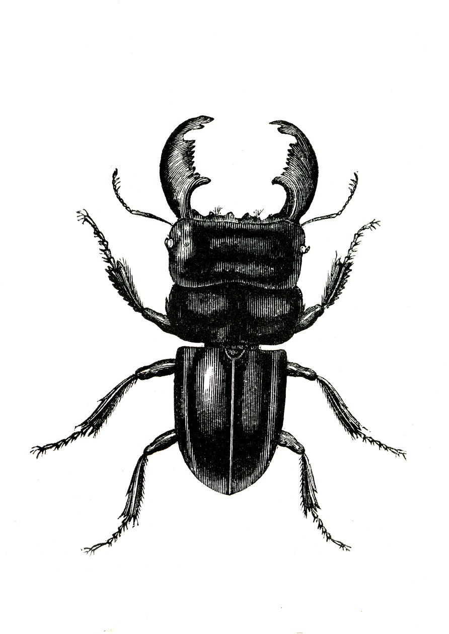 Coléoptères : Odontolarius giganteus - Unknown artist
