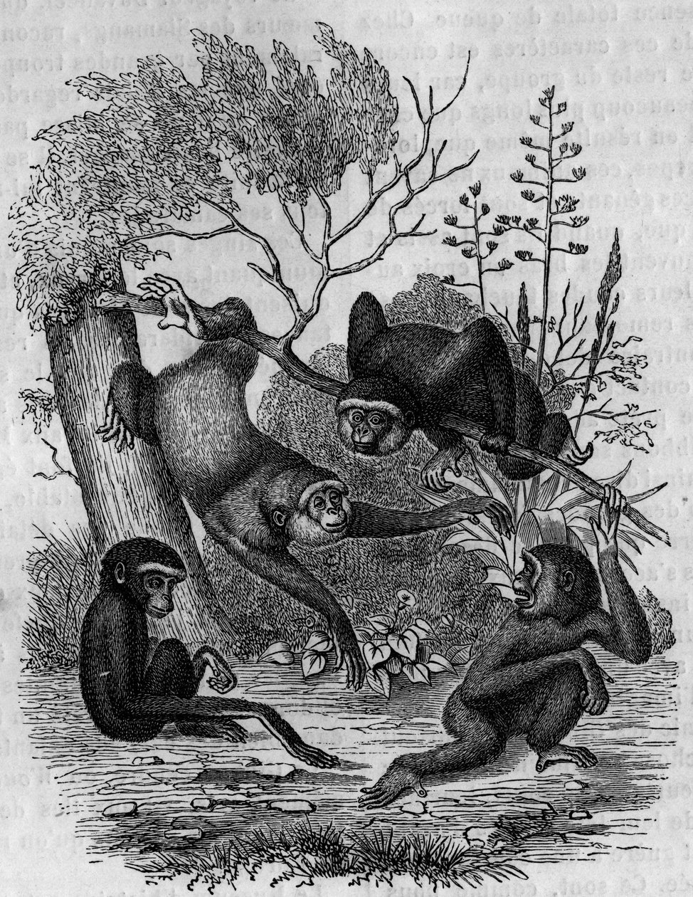 Gravure représentant les gibbons Hoolock d