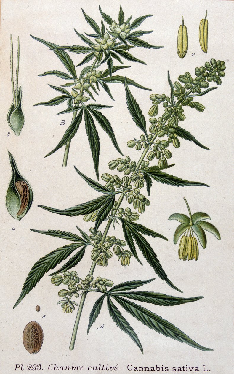Plante de cannabis femelle. Gravure du 19ème siècle - Unknown artist