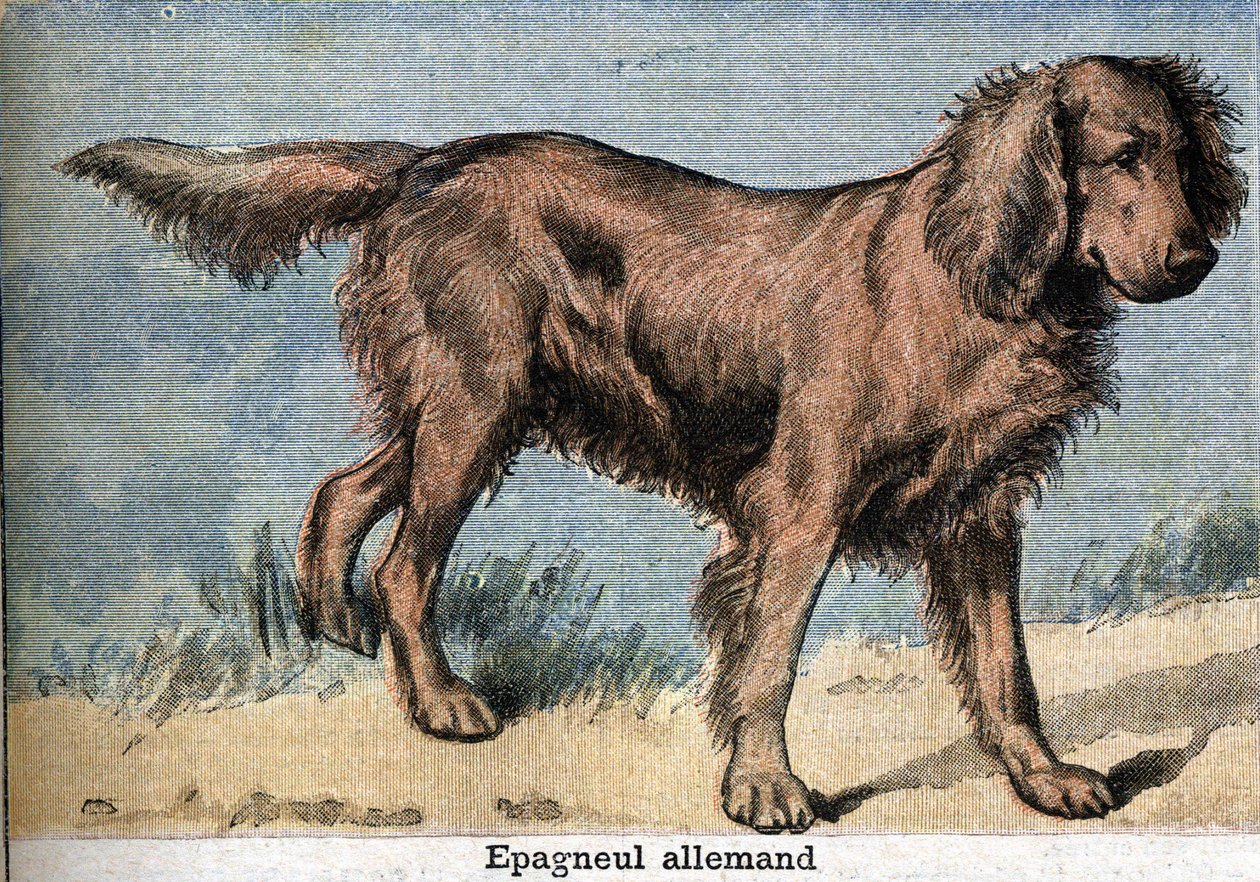 Chien de chasse: Épagneul allemand - Unknown artist