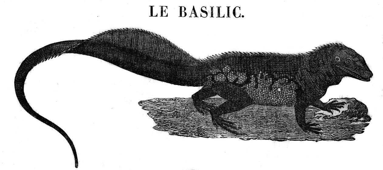 Monstre légendaire : représentation du reptile Basilic. - Unknown artist