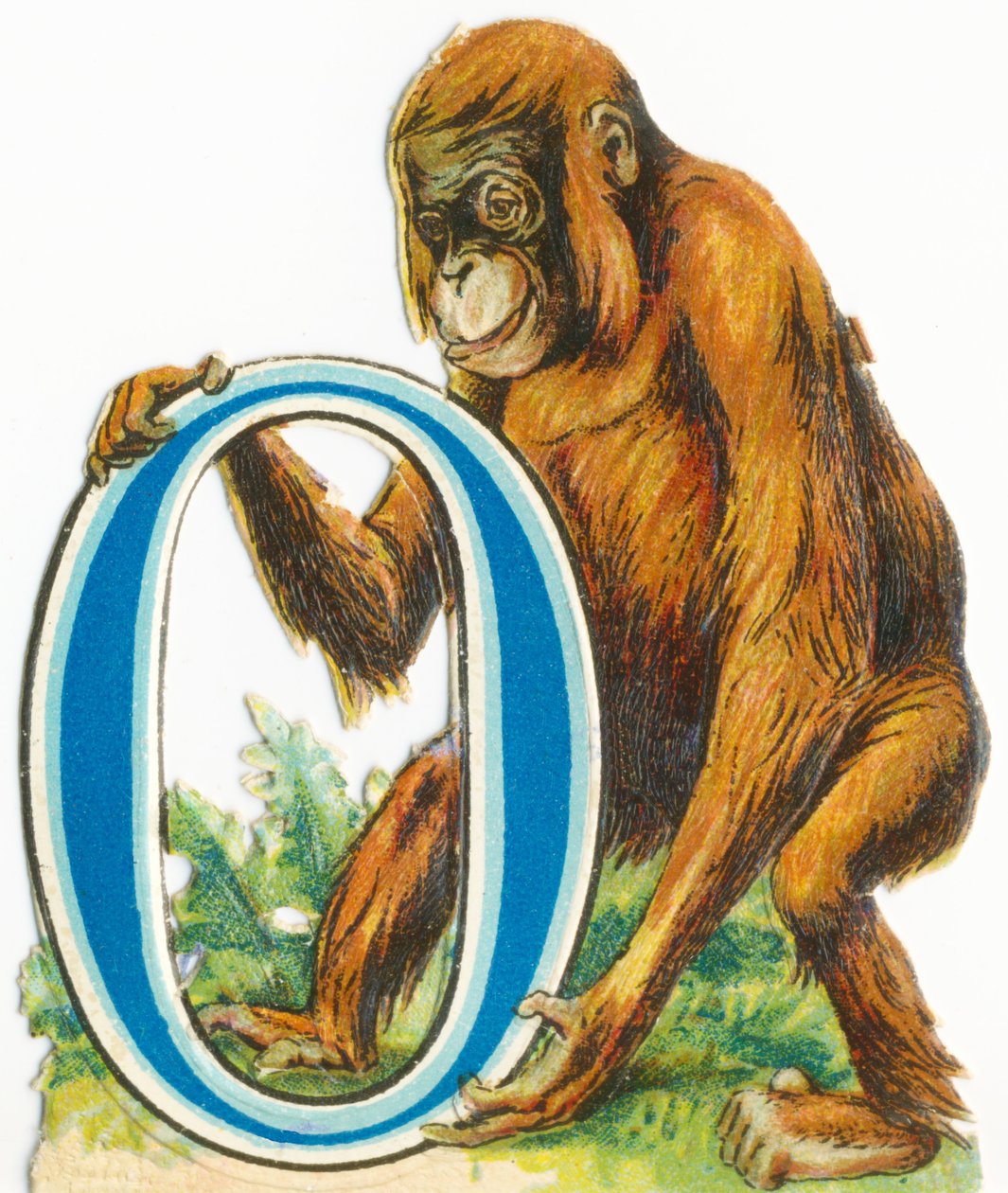 O : Orang-outan - Unknown artist