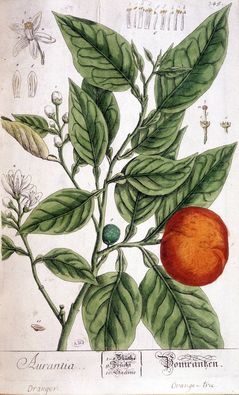 Orange (Aurentia) - Arts Déco - Unknown artist
