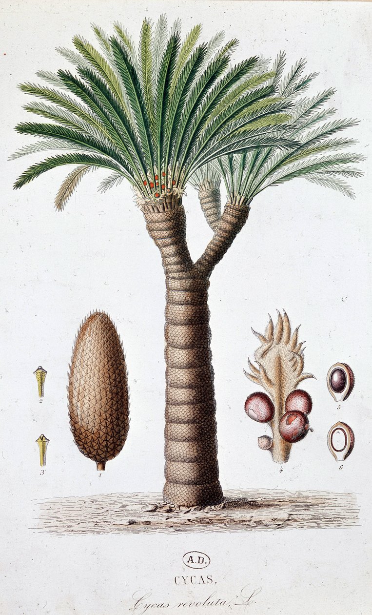 Palmier Cycas Revoluta - Planche botanique - Unknown artist