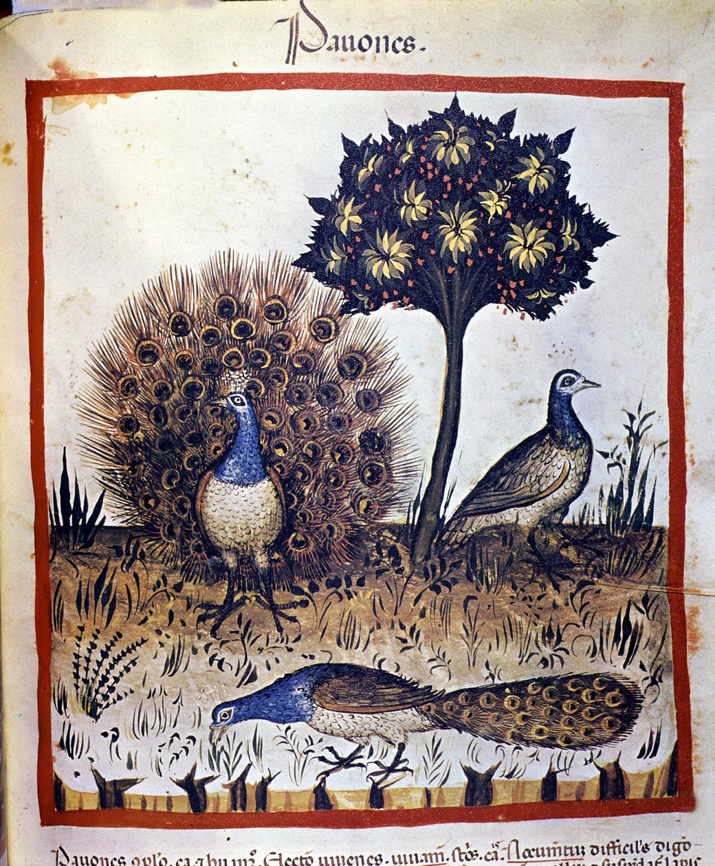 Paons représentés dans le « Tacuinum sanitatis » - Unknown artist