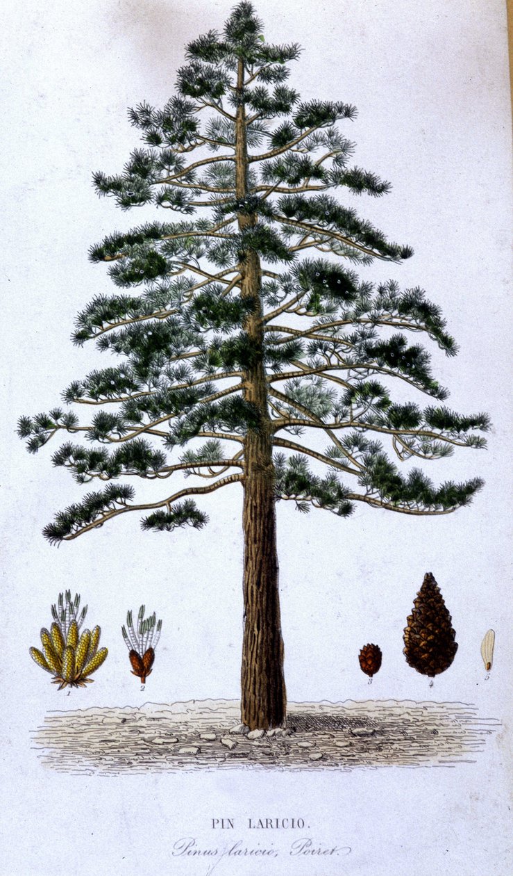 Pin Laricio - planche botanique - Unknown artist