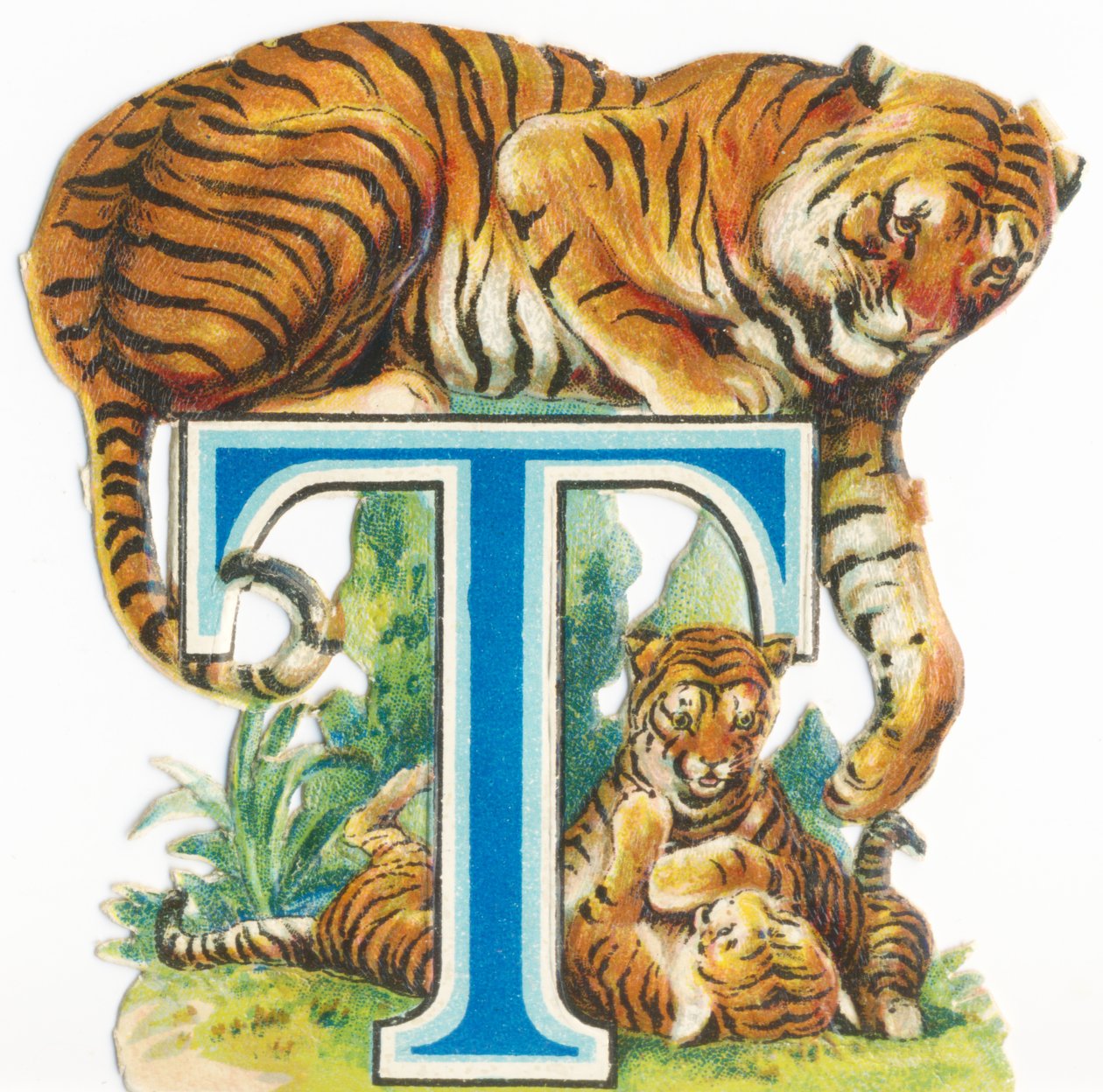 T : Tigre - Unknown artist
