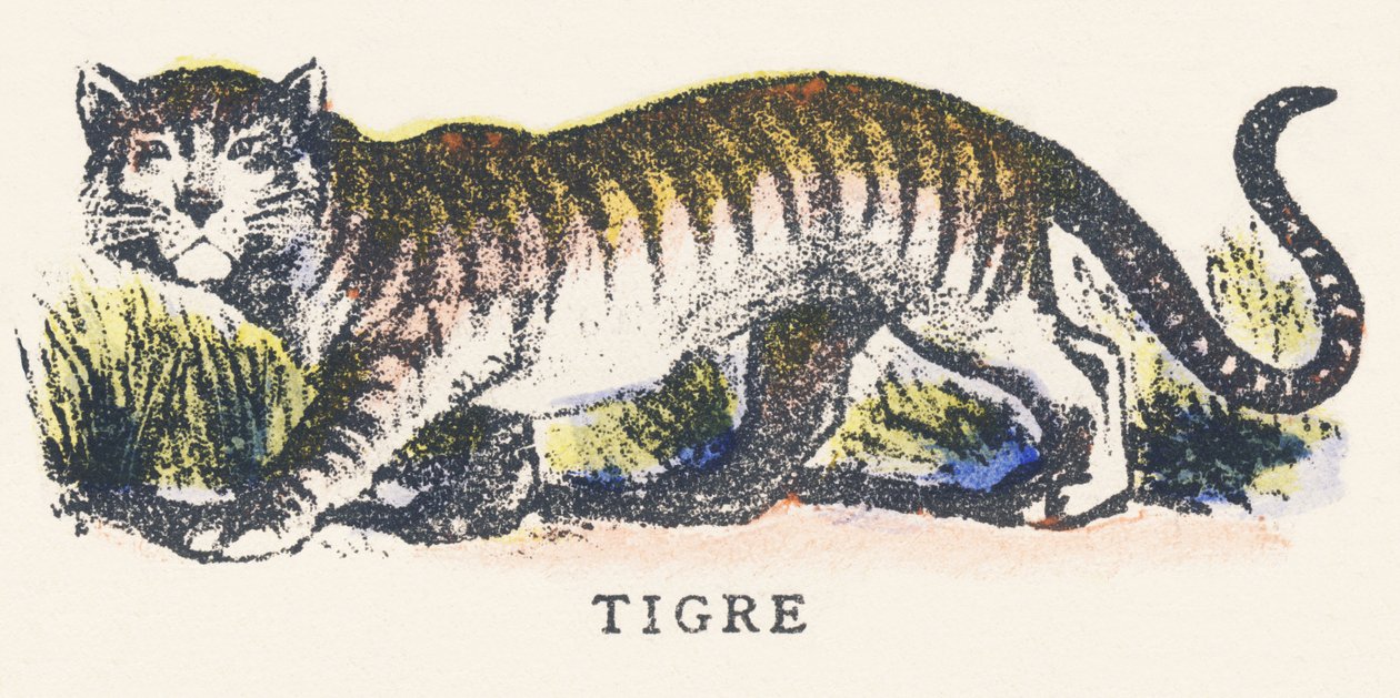 T: tigre - Unknown artist