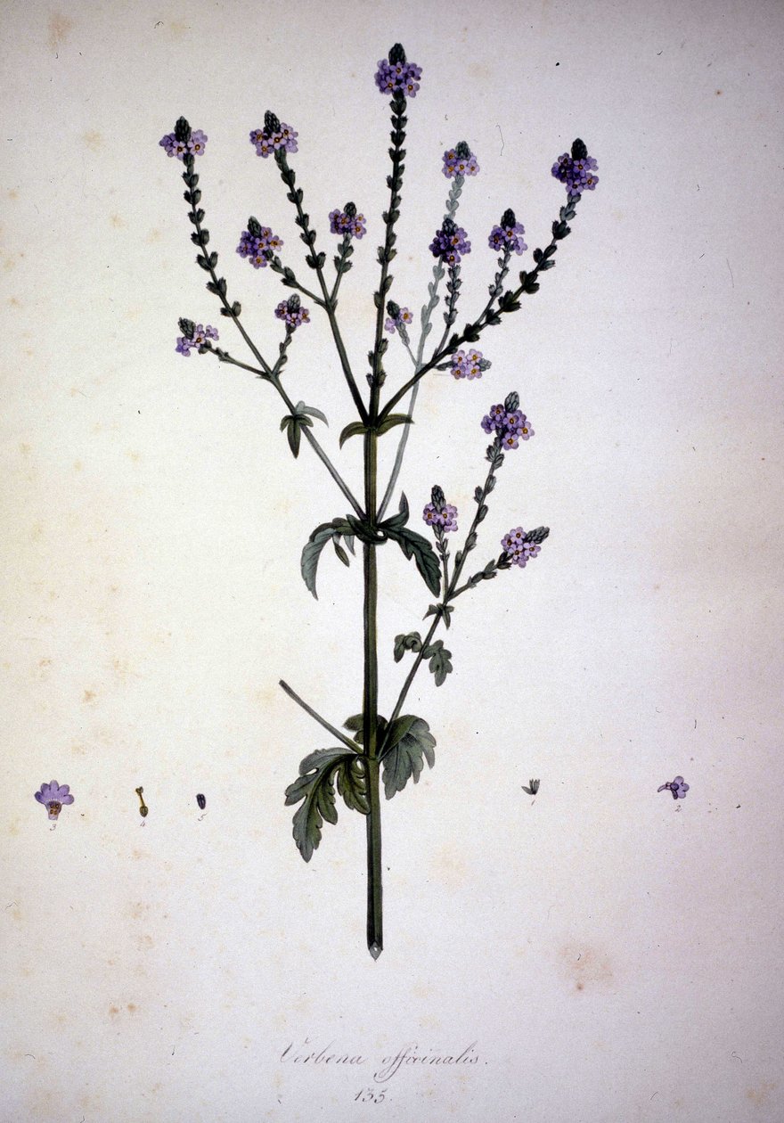 Verbena officinalis (Verveine officinale). Herbier du XIXe siècle. - Unknown artist