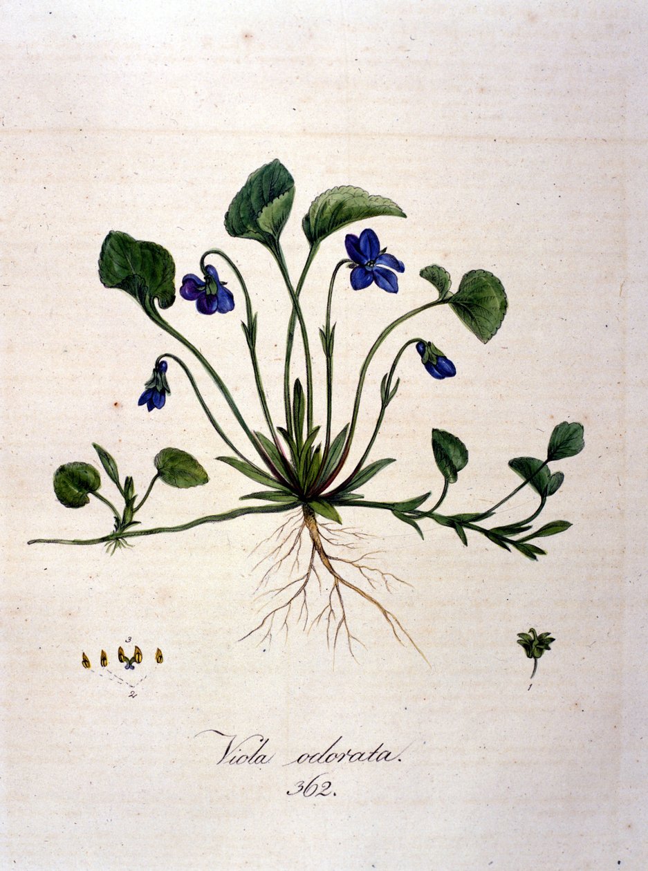 Violette. Gravure du 19ème siècle - Unknown artist