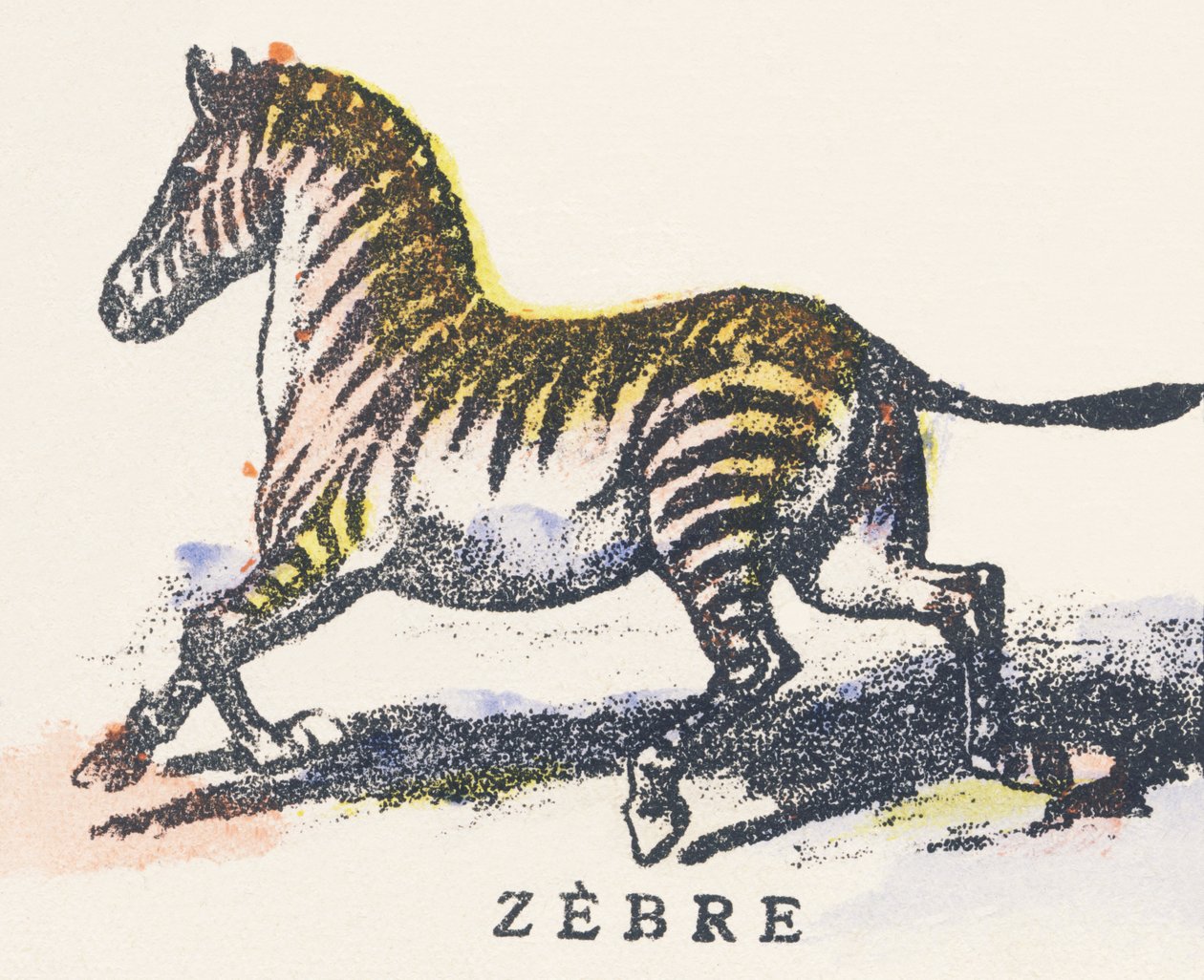 Z : zèbre - Unknown artist