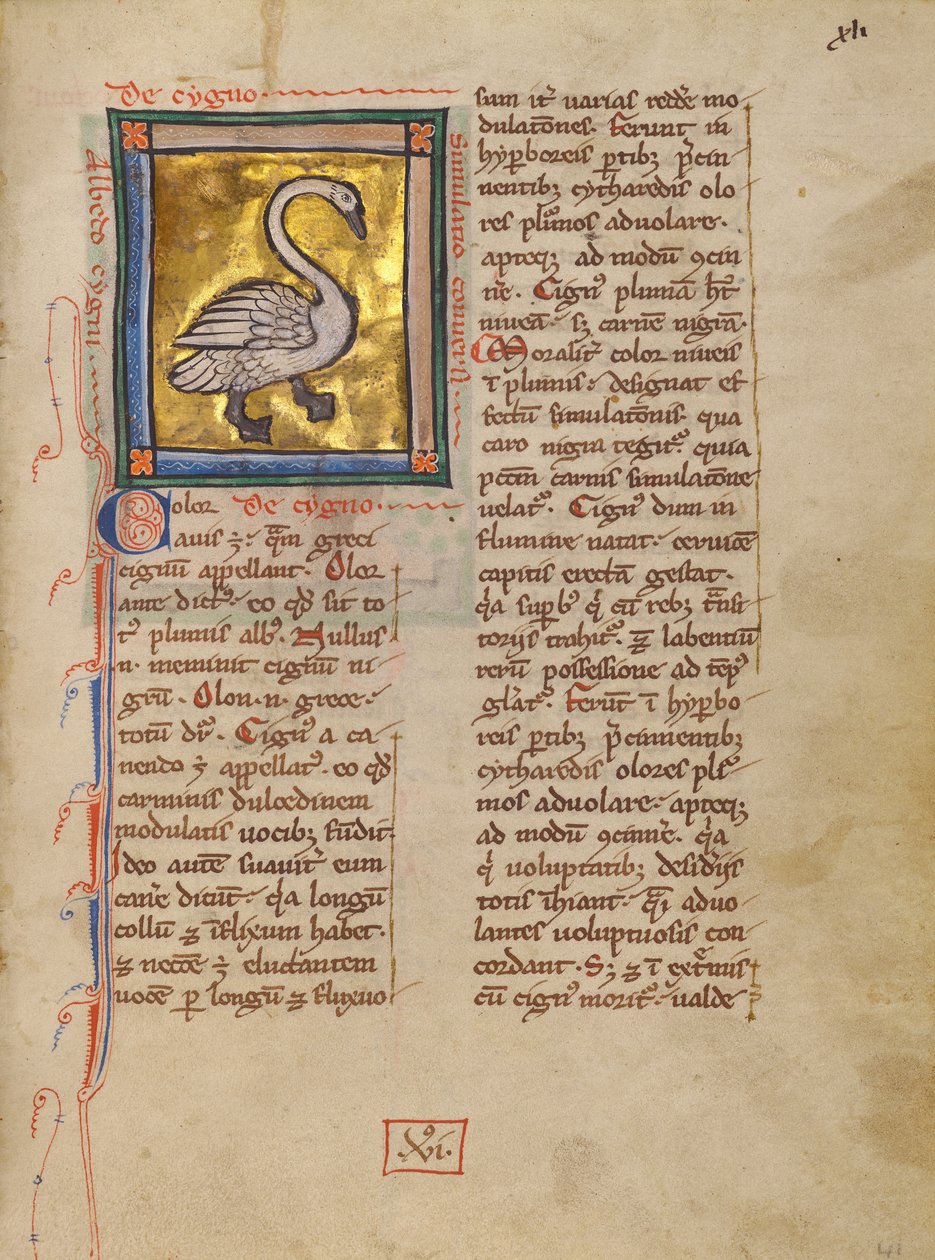 Un cygne - Unknown artist