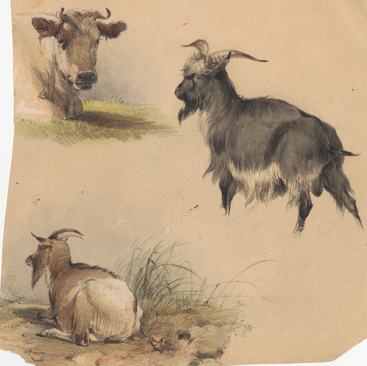Une vache et deux chèvres - Unknown artist