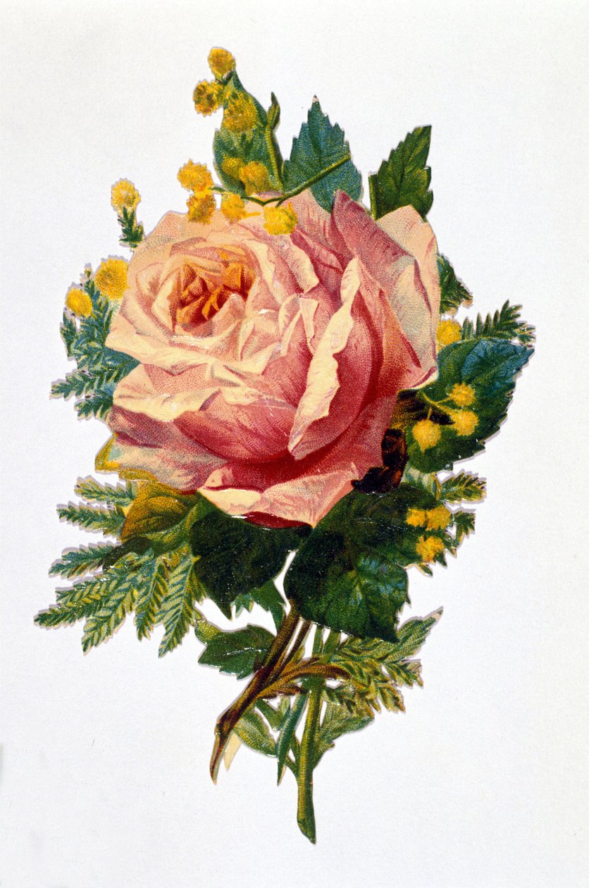 Une rose - Unknown artist