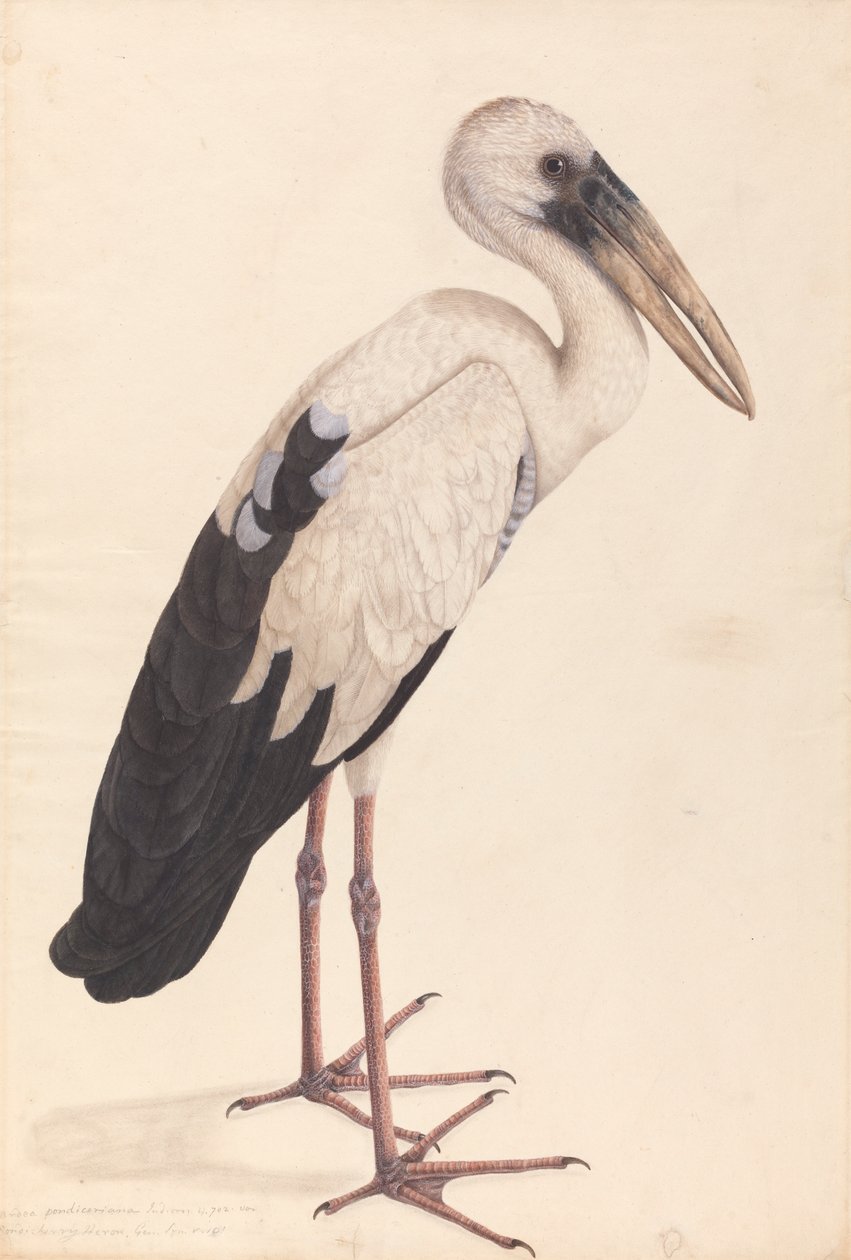 Une cigogne à bec ouvert asiatique (Anastomus oscitans) - Unknown artist