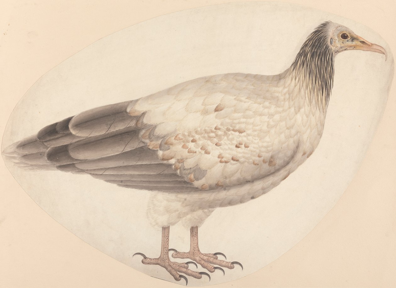 Un Vautour Égyptien - Unknown artist