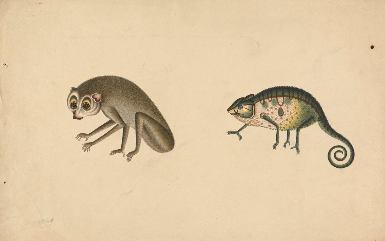 Caméléon et un mammifère - Unknown artist