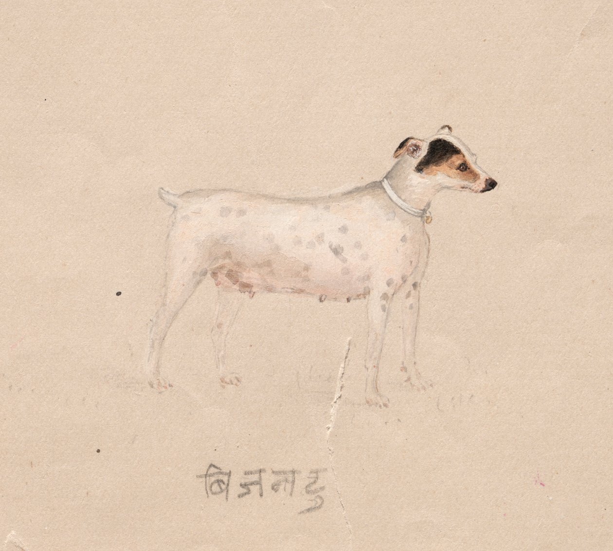 Chien - Unknown artist