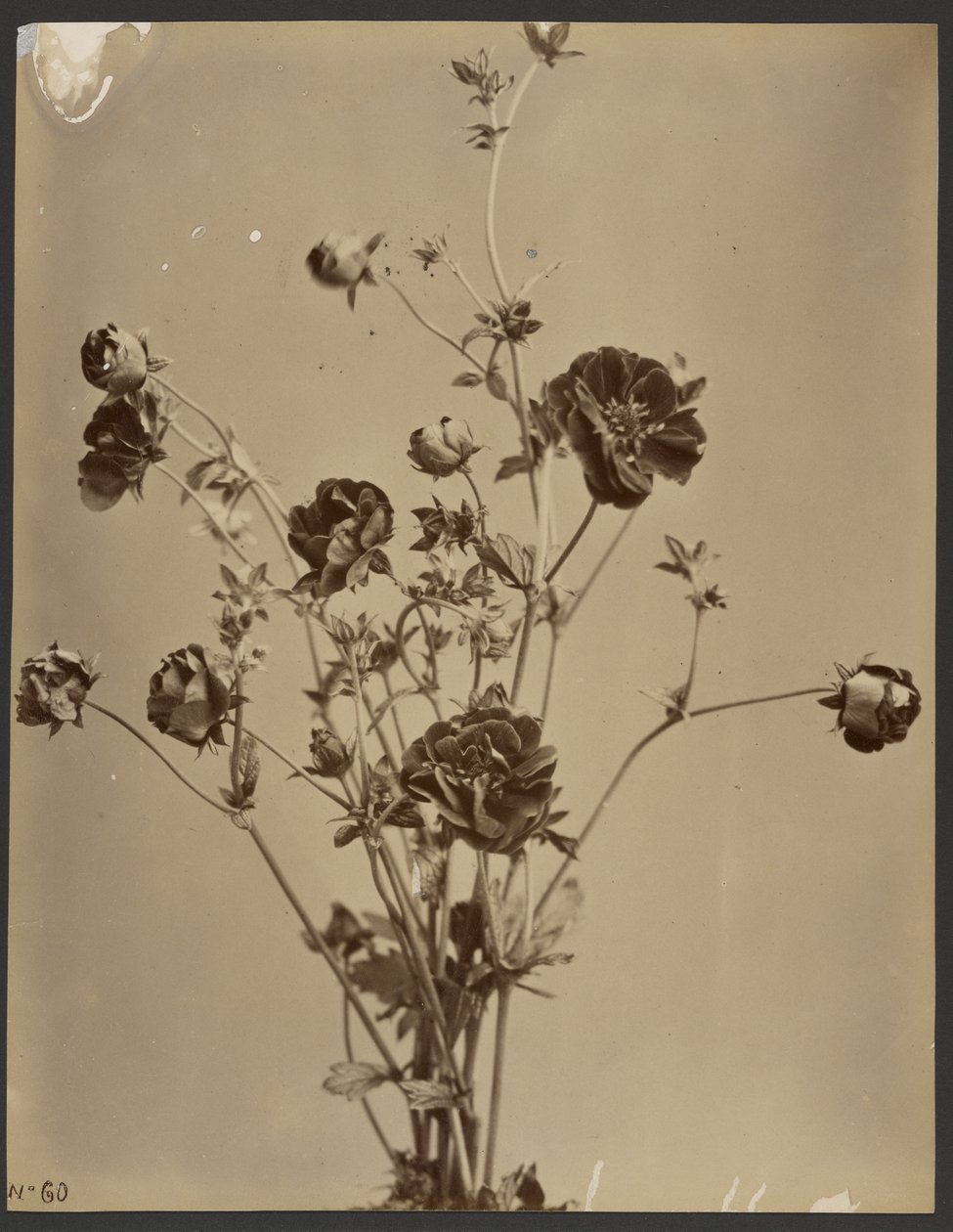 [Étude florale] - Unknown artist