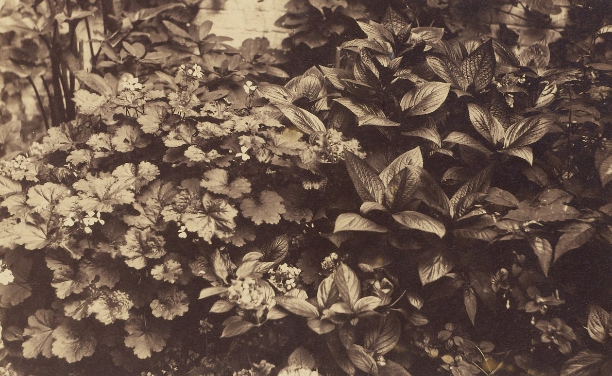 [Fleurs et feuilles] - Unknown artist