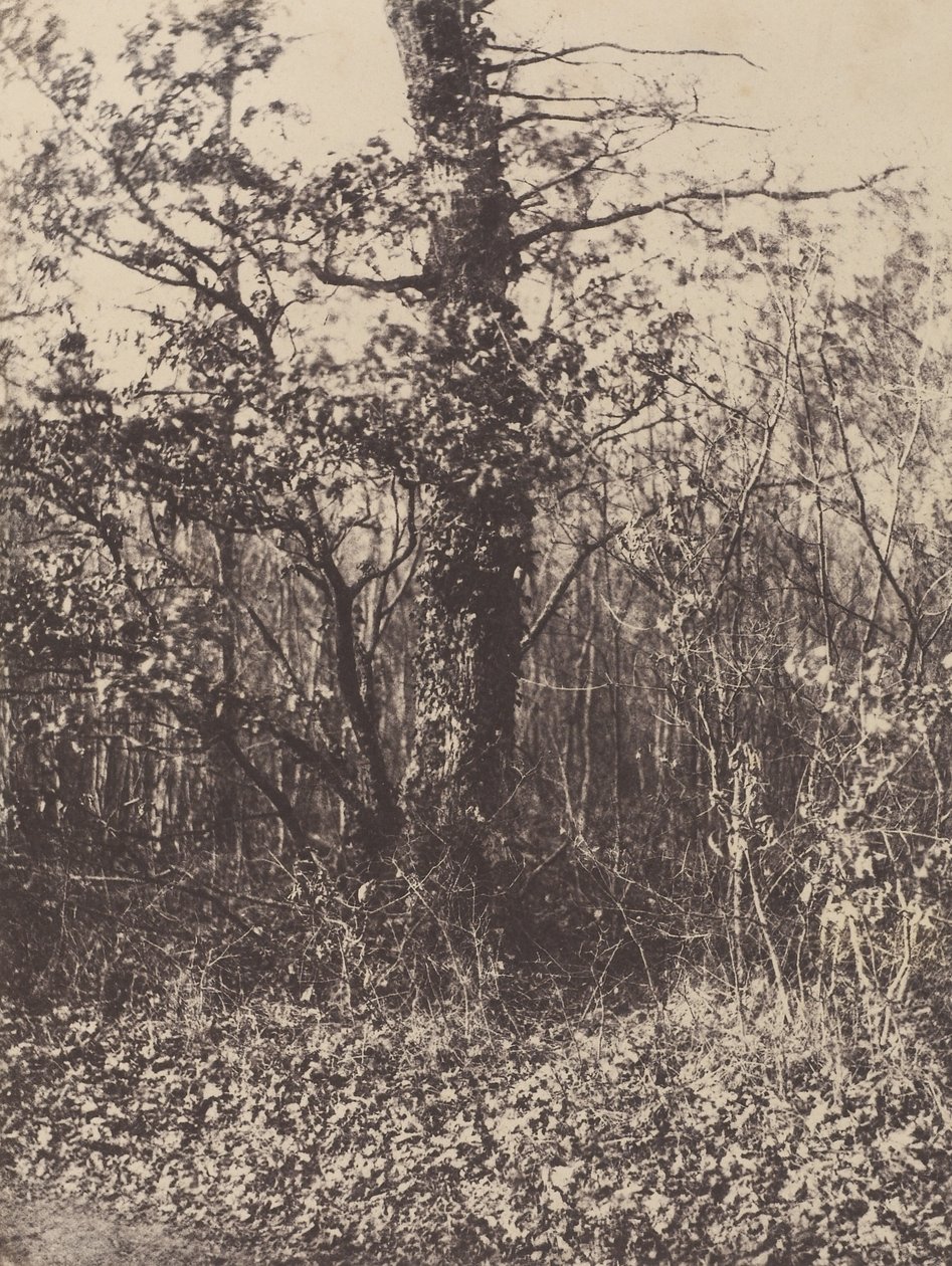 [Paysage forestier] / [Taillis] - Unknown artist