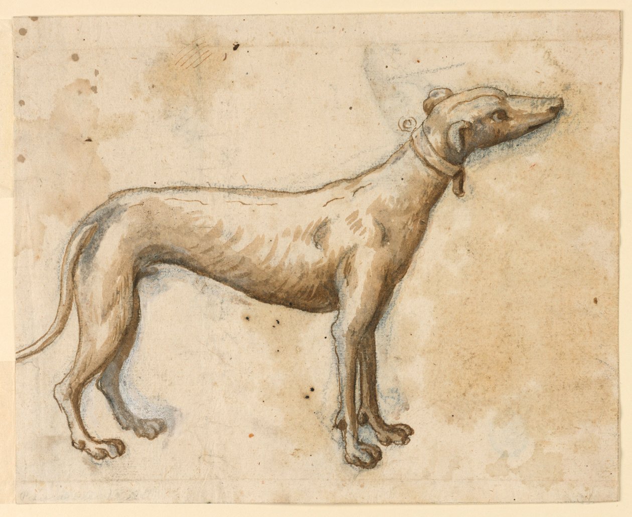 Lévrier - Unknown artist