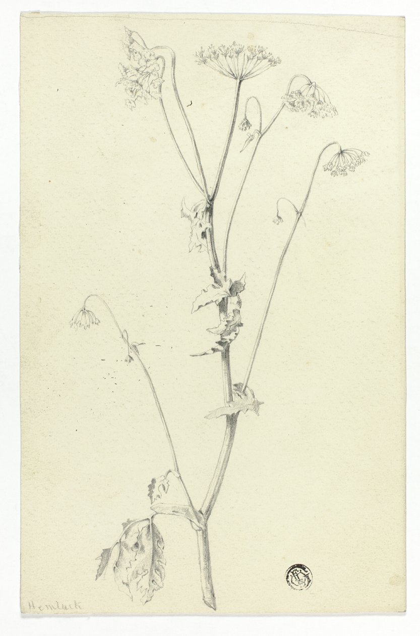 Ciguë - Unknown artist