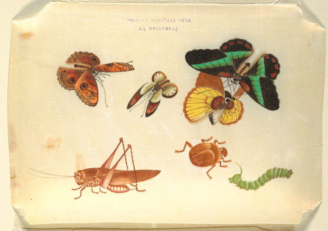 Insectes - Unknown artist