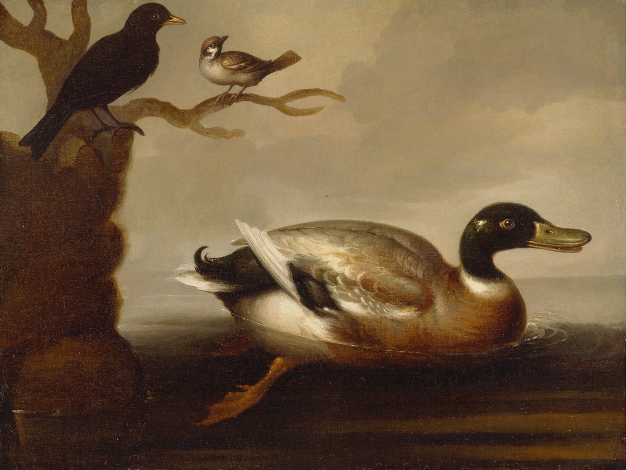 Canard colvert et autres oiseaux - Unknown artist