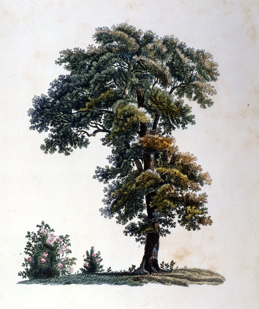 Chêne - Unknown artist