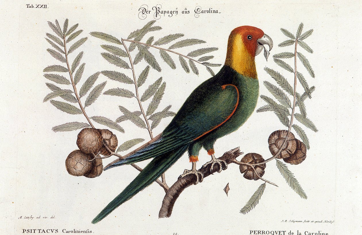 Ornithologie : Perroquet de Caroline. (Psittacus caroliniensis) - Unknown artist