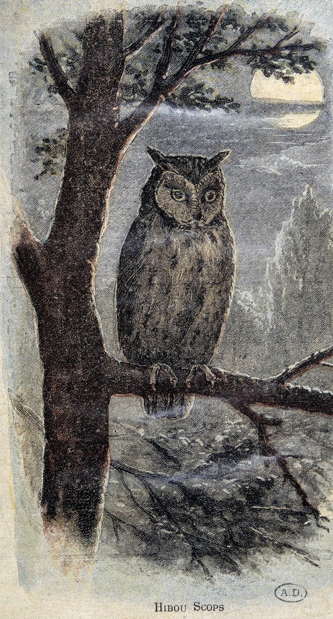Chouette - Unknown artist