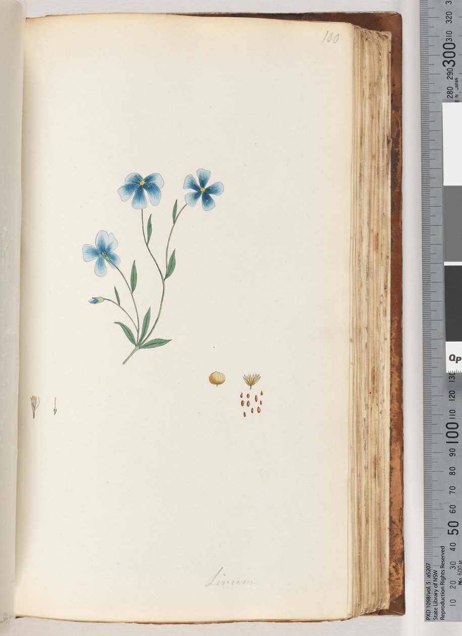 Linum - Unknown artist