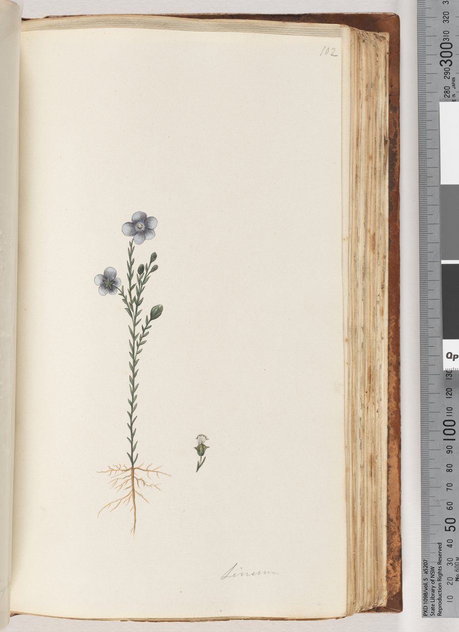 Page 102. Lin - Unknown artist