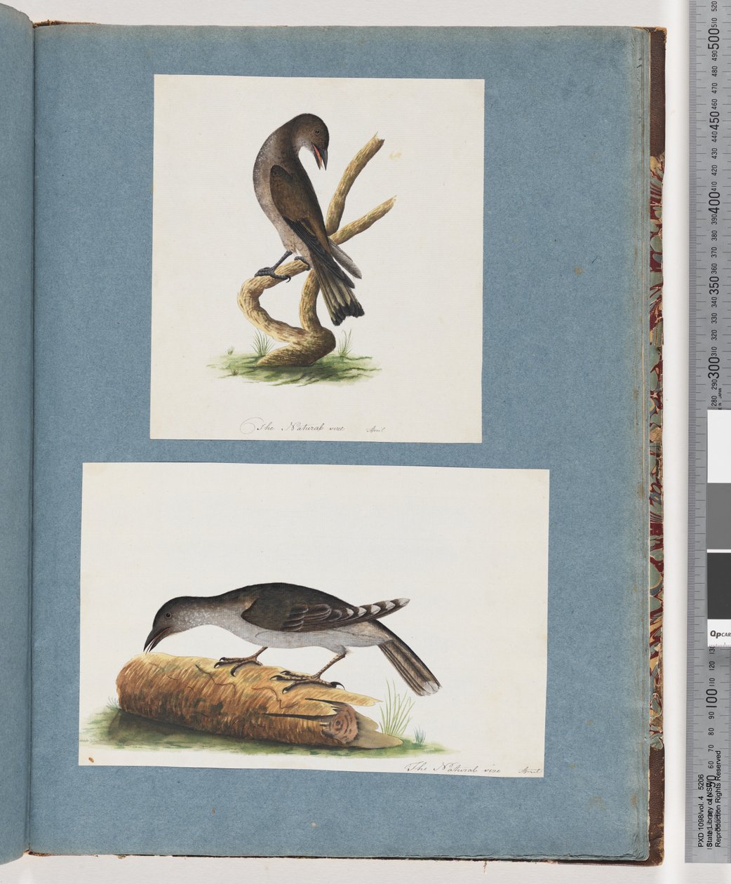 Page 123. Oiseau non identifié. 124. Oiseau non identifié - Unknown artist
