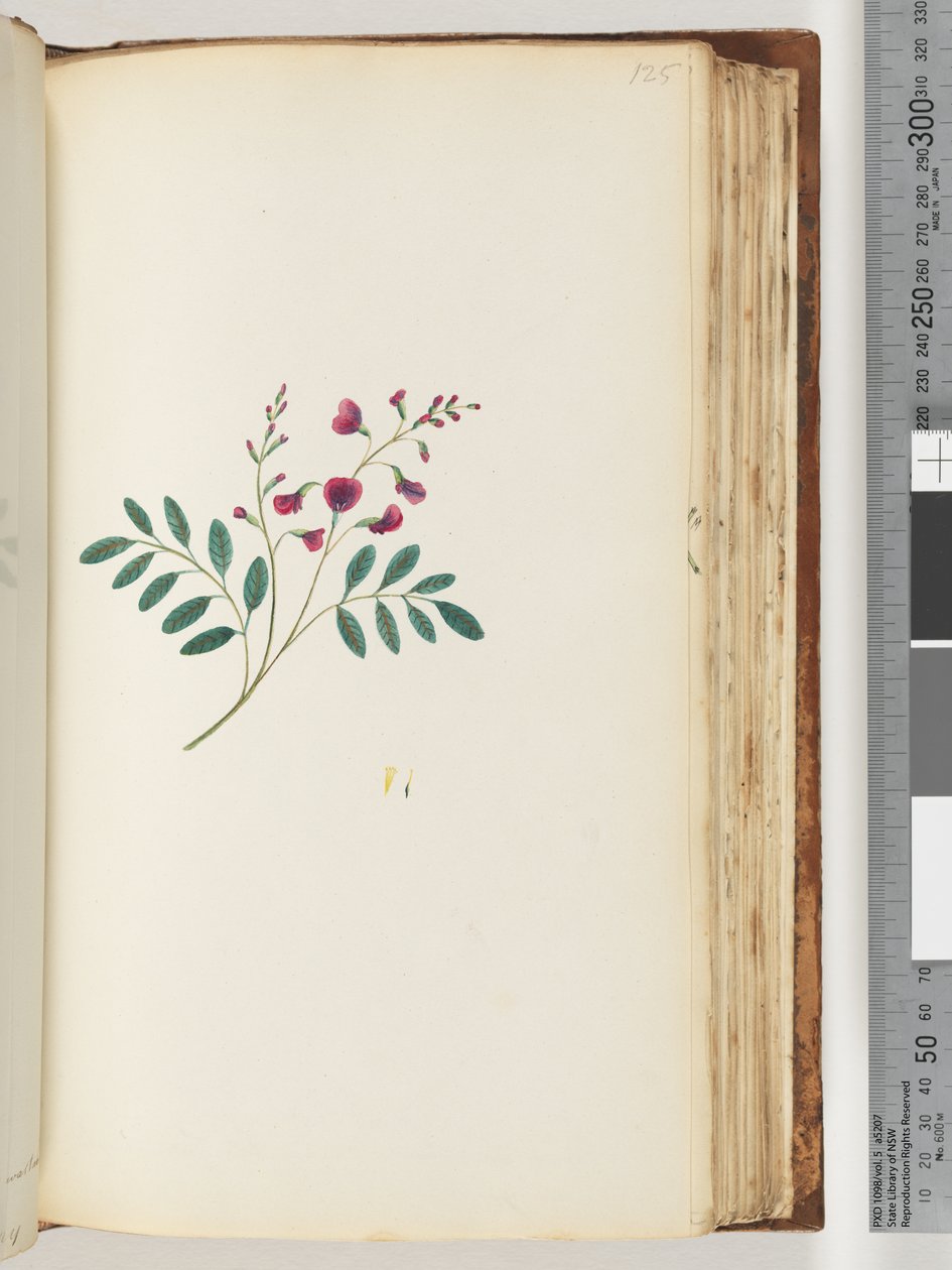Page 125. Plante non identifiée - Unknown artist