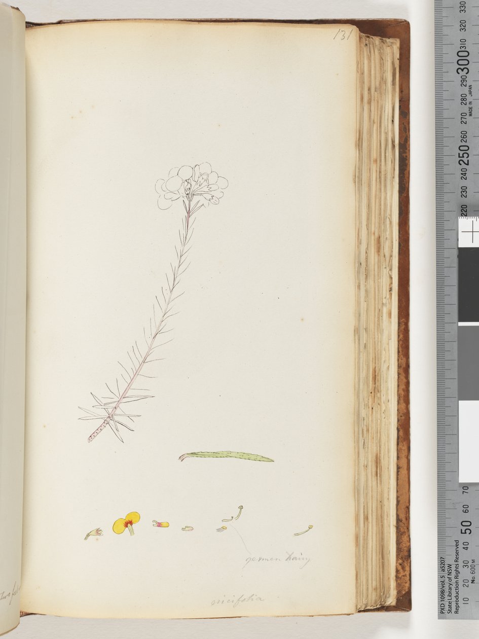 Page 131. Germen poilu / Ericifolia dessin inachevé - Unknown artist