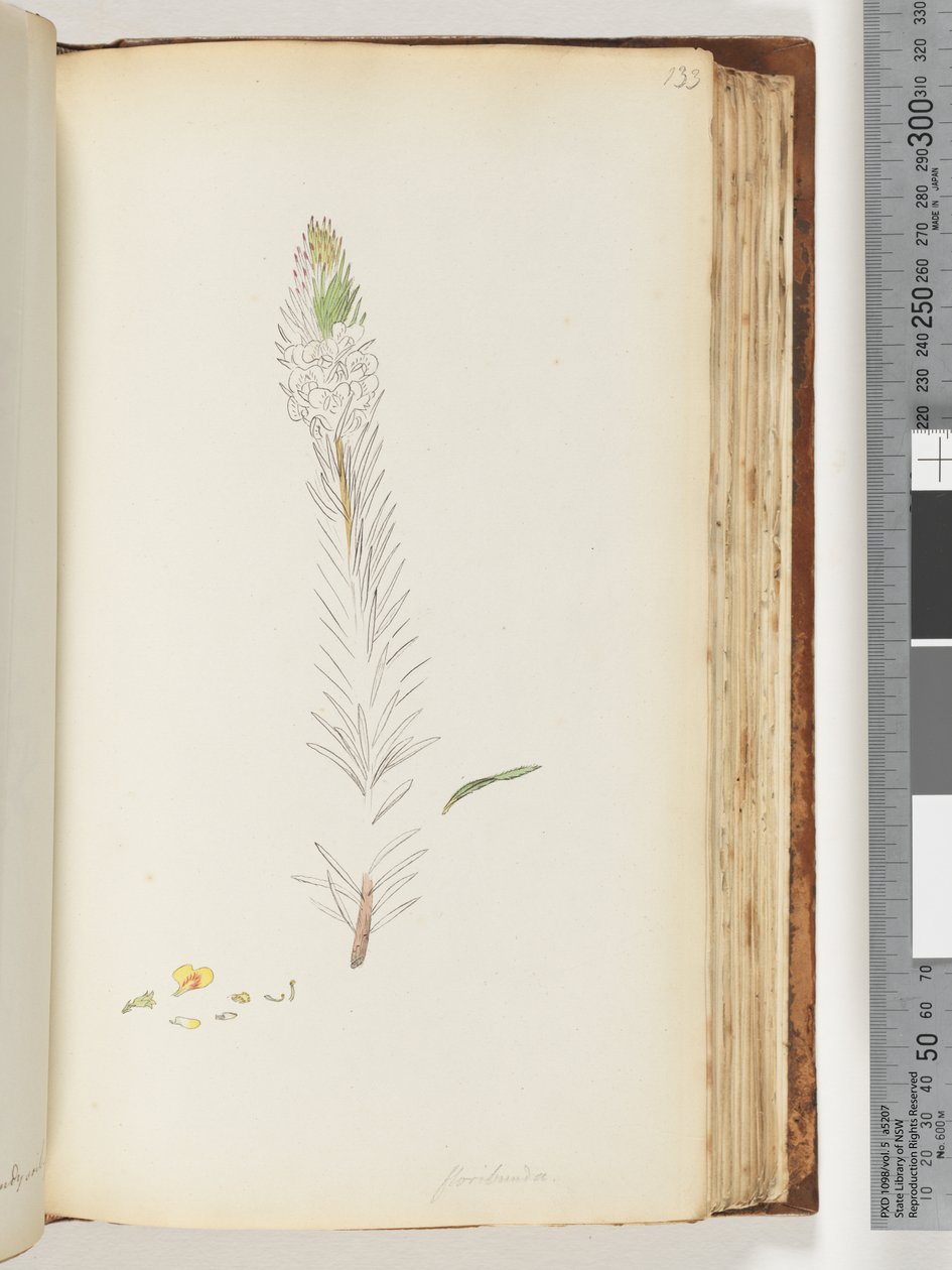 Floribunda dessin inachevé - Unknown artist