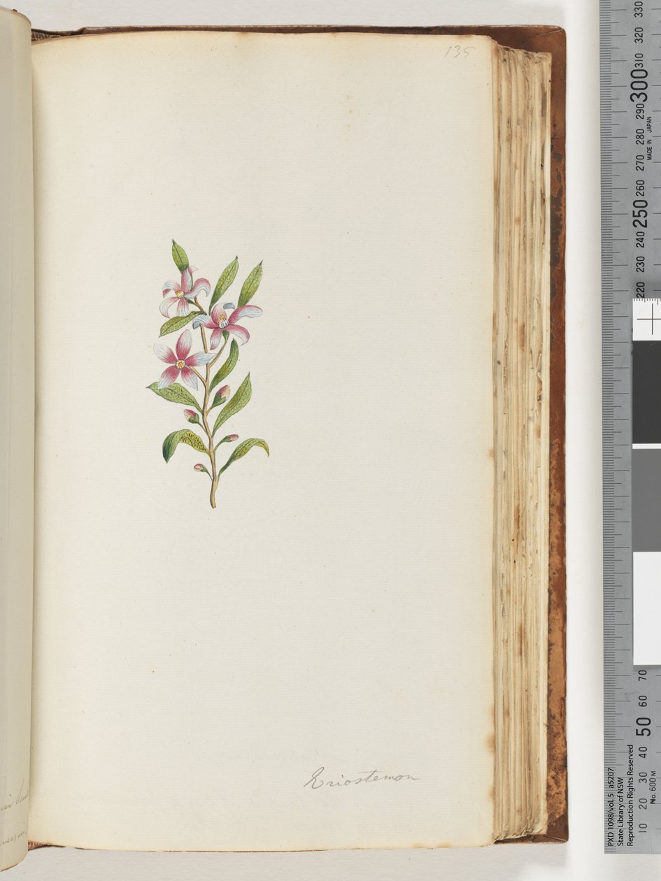 Page 135. Eriostemon - Unknown artist