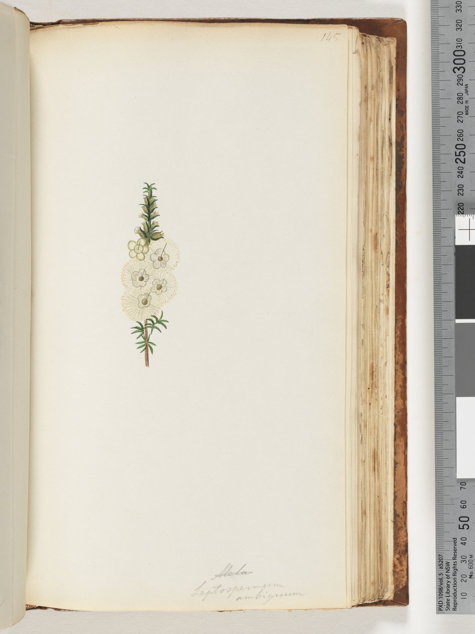 Alela / Leptospermum ambiguum - Unknown artist