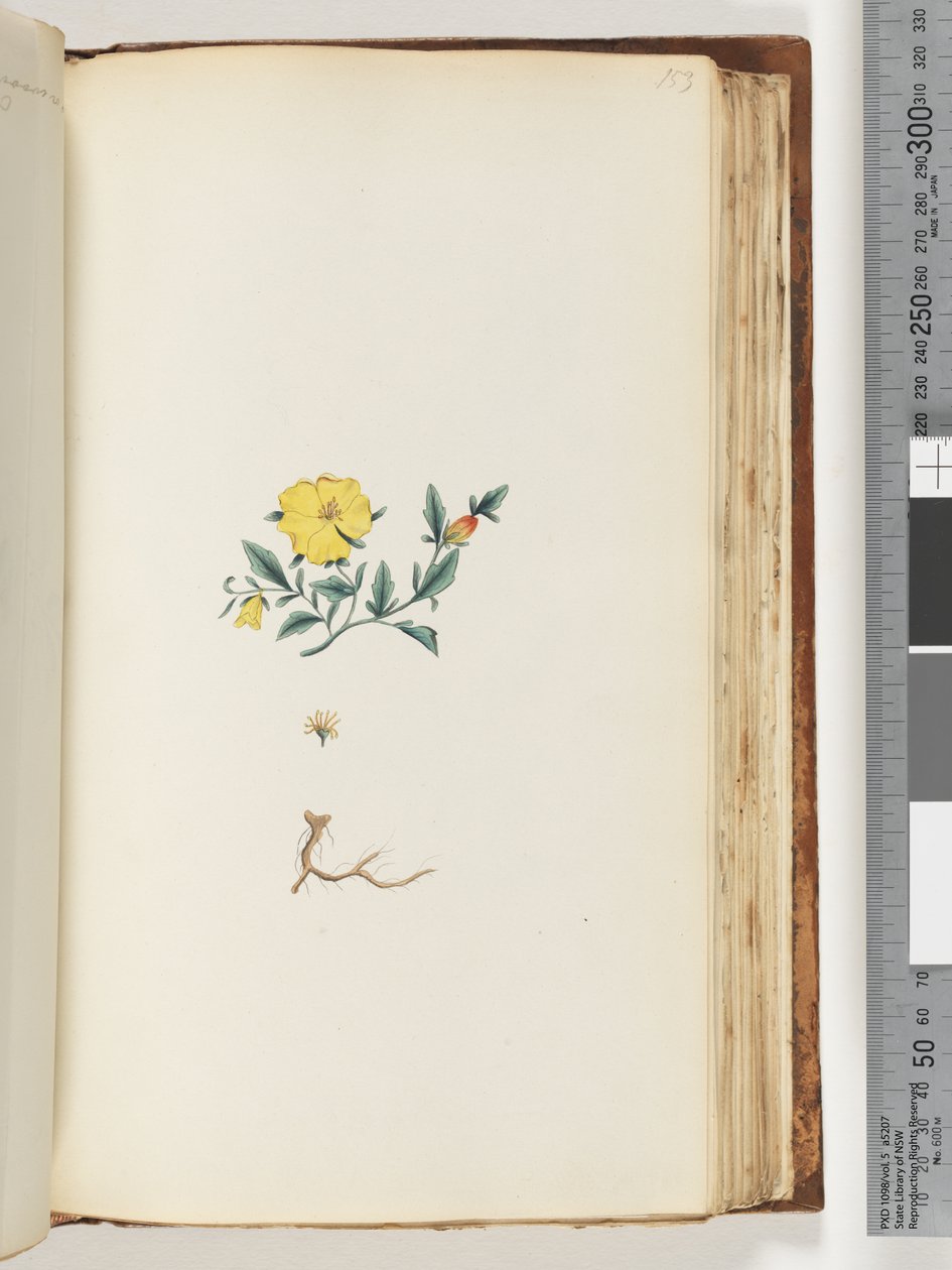 Page 153. Plante non identifiée - Unknown artist
