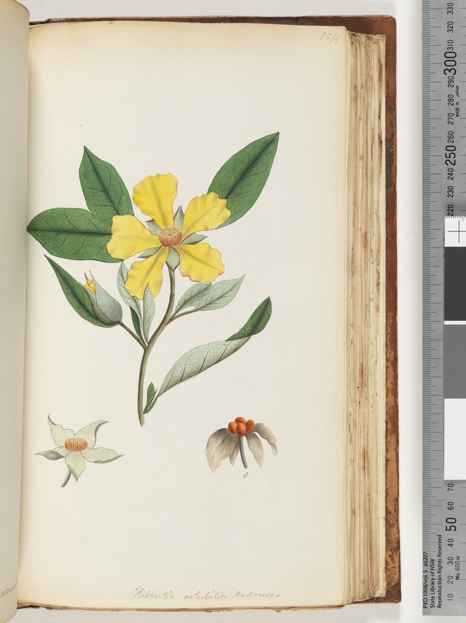 Page 154. Hibbertia volubilis / Fleur de Guinée d