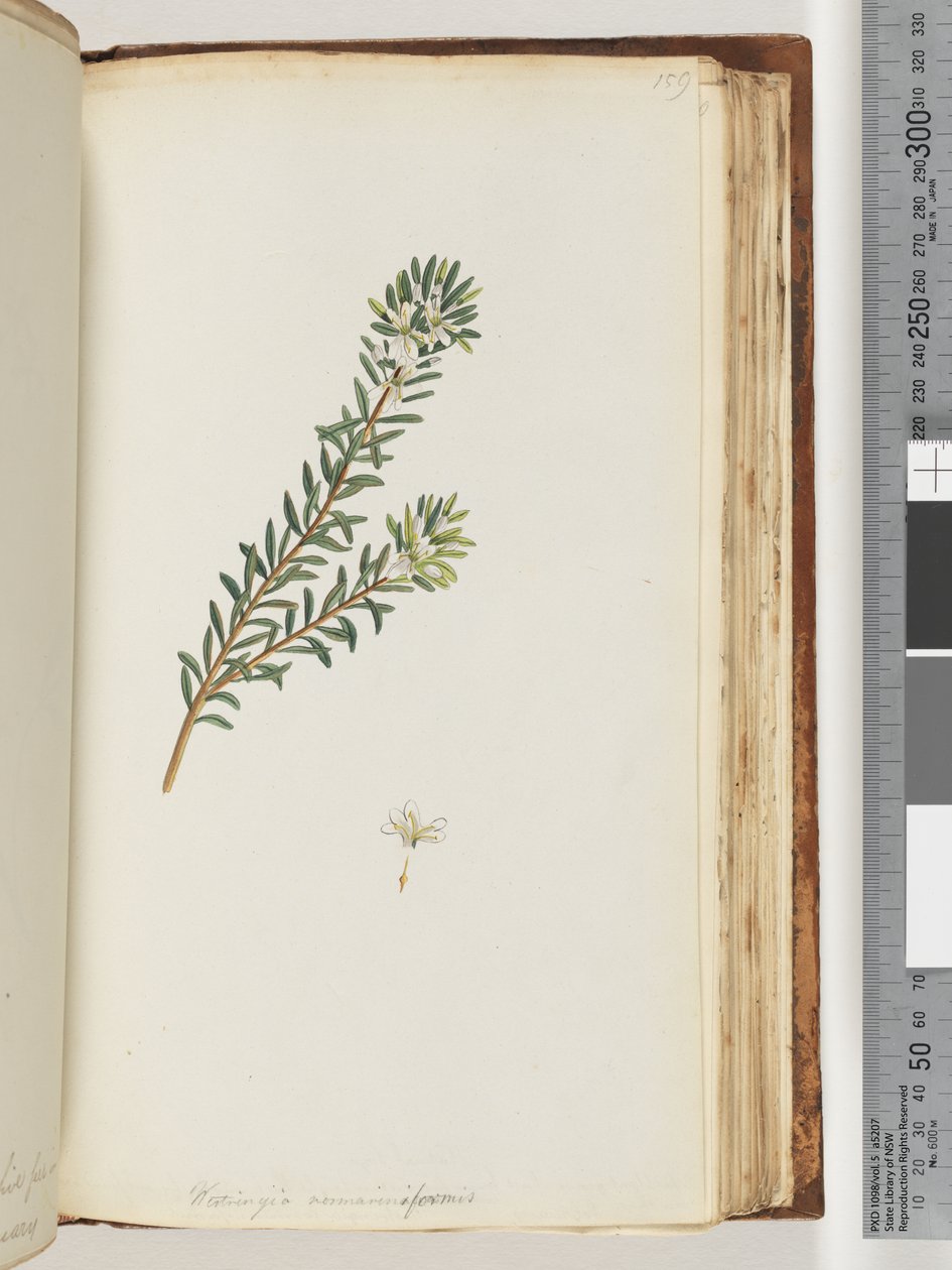 Page 159. Westringea rosmariniformis - Unknown artist