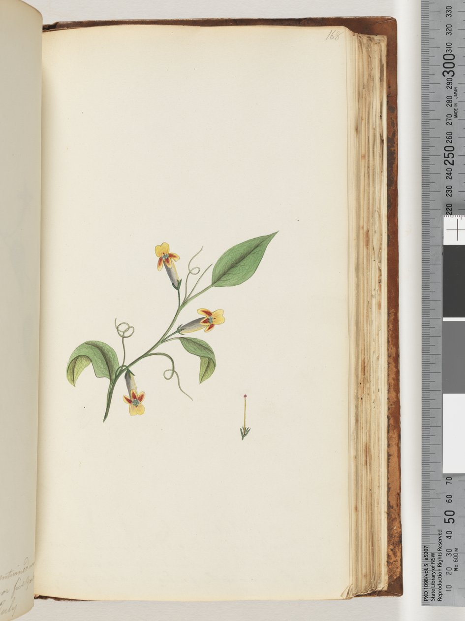 Page 168. Plante non identifiée - Unknown artist