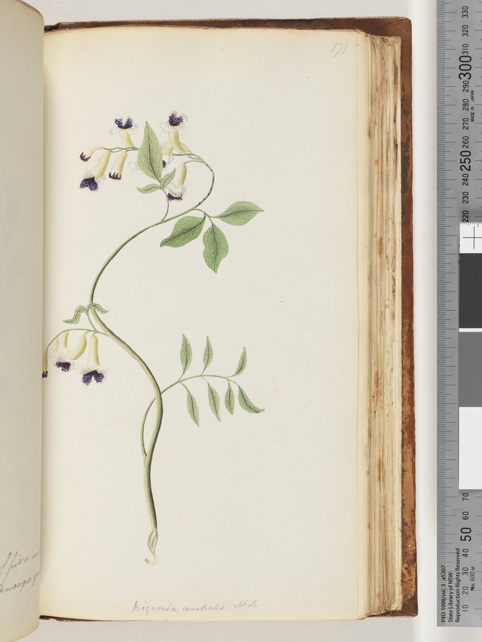 Page 171. Bignonia australis H.K - Unknown artist