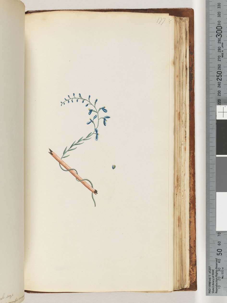 Page 177. Plante non identifiée - Unknown artist